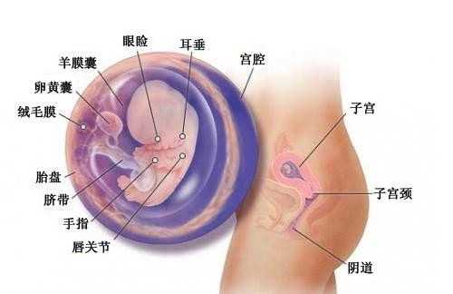 广州50岁借卵自怀~广州三代试管代孕选性别包成